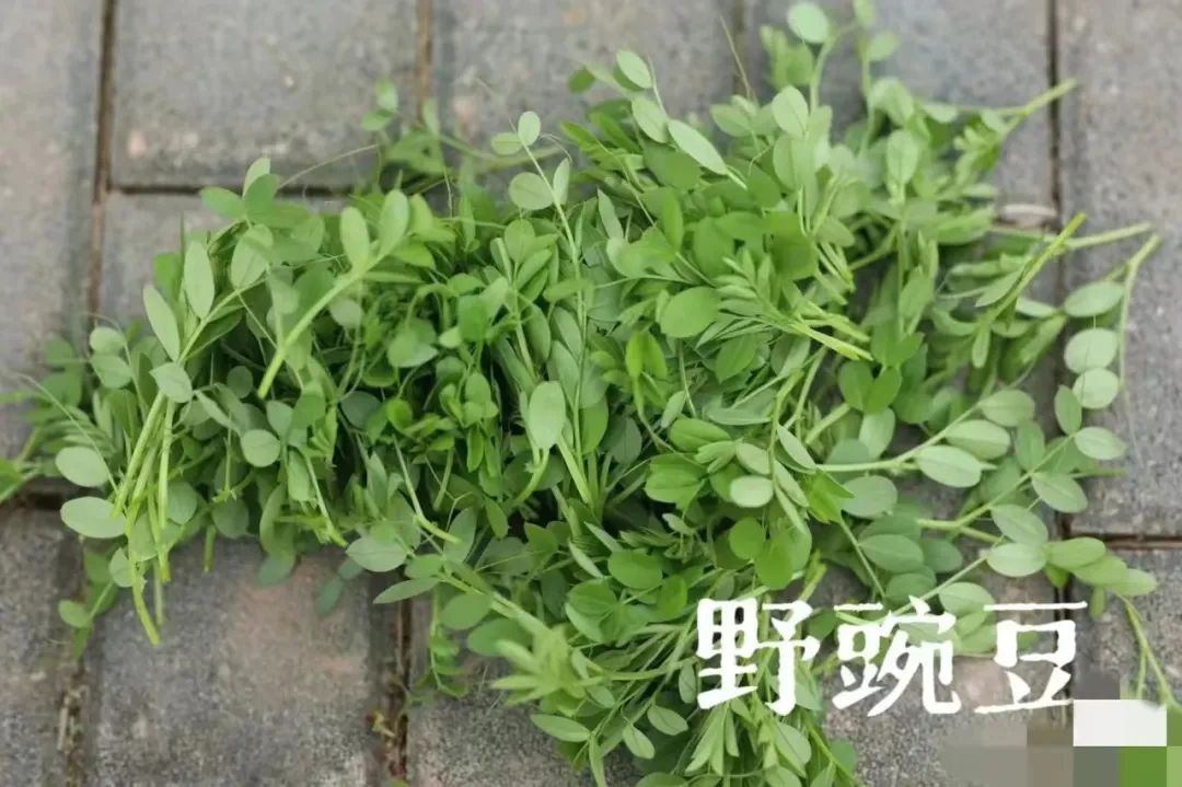 写给微信公众号的建议@微信公众号客服@微信公众号运营团队 写给微信公众号的建议@微信公众号客服@微信公众号运营团队