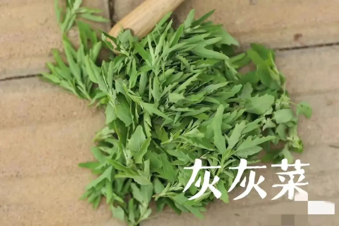 写给微信公众号的建议@微信公众号客服@微信公众号运营团队 写给微信公众号的建议@微信公众号客服@微信公众号运营团队