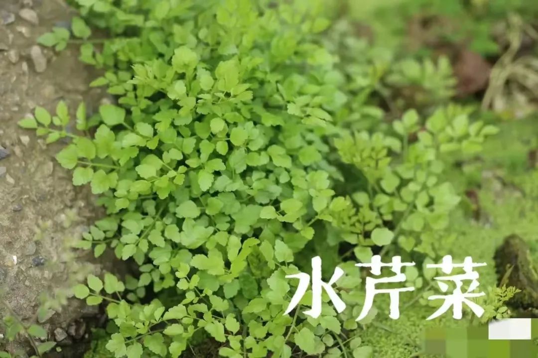 写给微信公众号的建议@微信公众号客服@微信公众号运营团队 写给微信公众号的建议@微信公众号客服@微信公众号运营团队