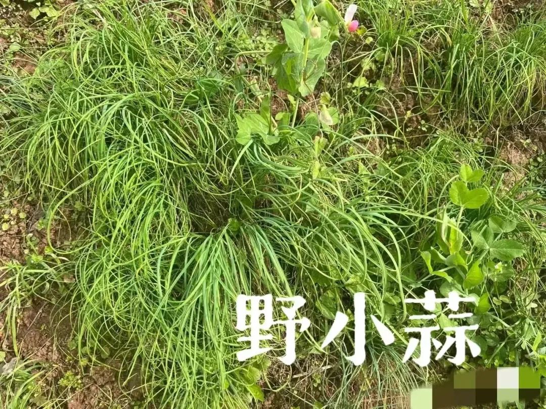 写给微信公众号的建议@微信公众号客服@微信公众号运营团队 写给微信公众号的建议@微信公众号客服@微信公众号运营团队